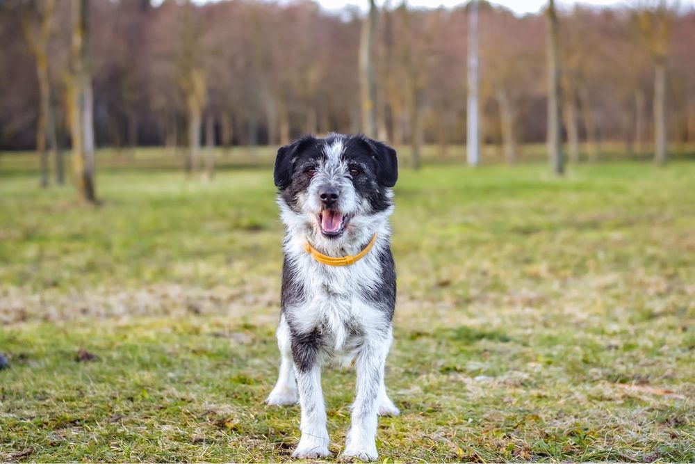 Szorstki biało czarny cudowny pies do adopcji