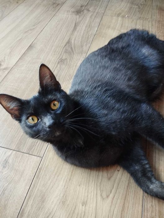 Mia i Gipsy wróciły z adopcji