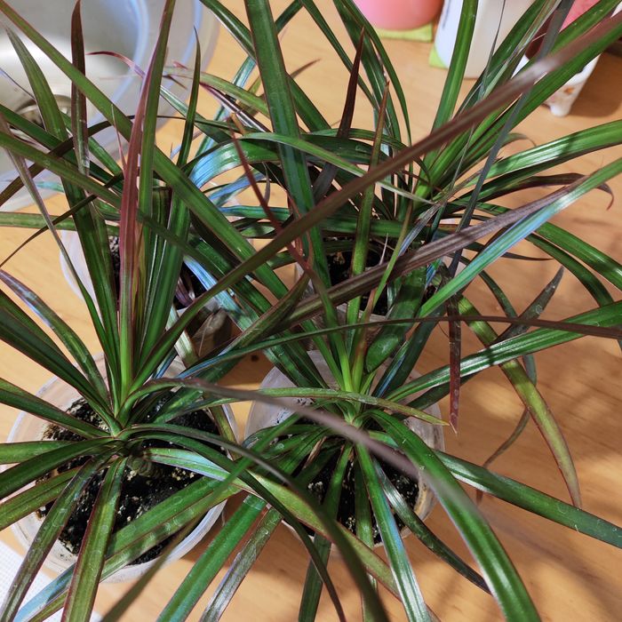 Драцена. Спатифилум.