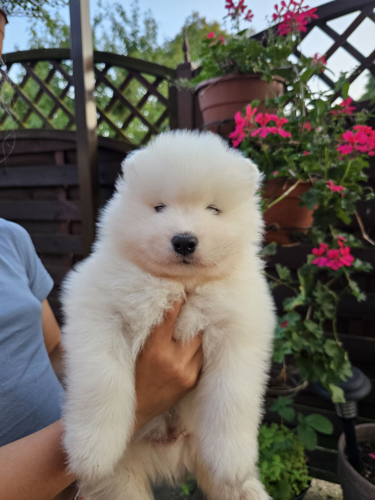 Samoyed Zkwp/ FCI - ostatni chłopak
