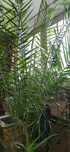 Duża PALMA pokojowa Phoenix Canariensis (Daktylowiec Kanaryjski) ?