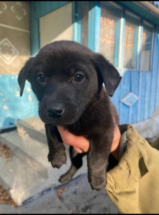 Візьміть маленьке чудо в дім! Хлопчики та дівчатка є