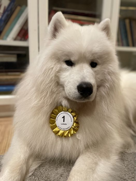 Samoyed, szczeniak, piesek, ZKwP