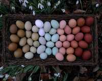 Jajka wiejskie (kolorowe skorupki) 10 sztuk