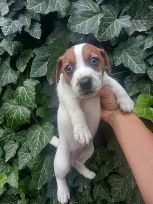 Девчушка Джек Рассел Терьер