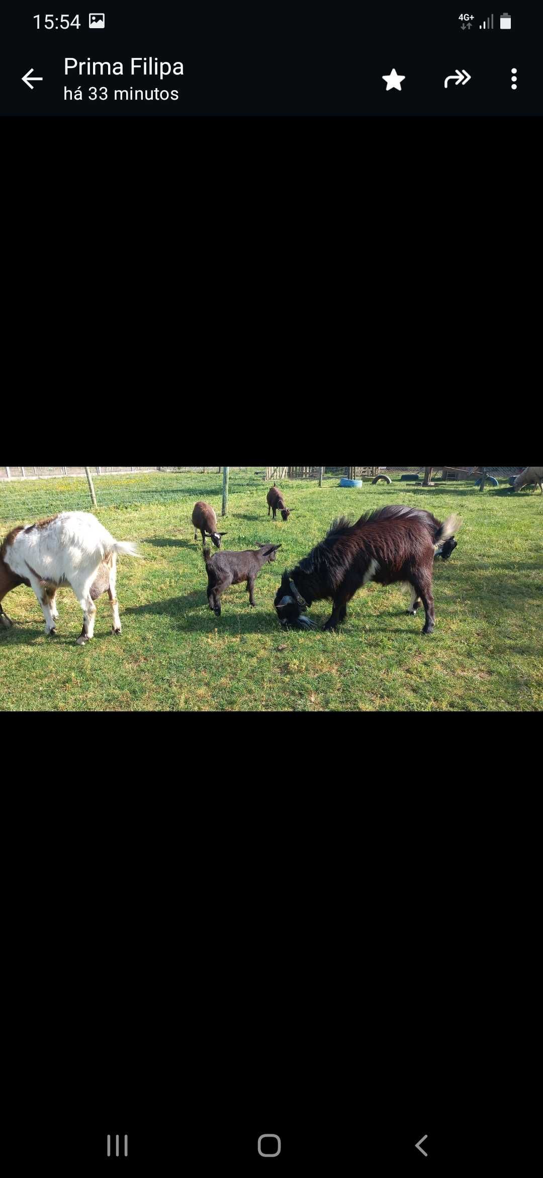 Vendo cabras anãs