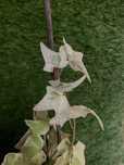 Плющ варієгатний кімнатний Hedera helix