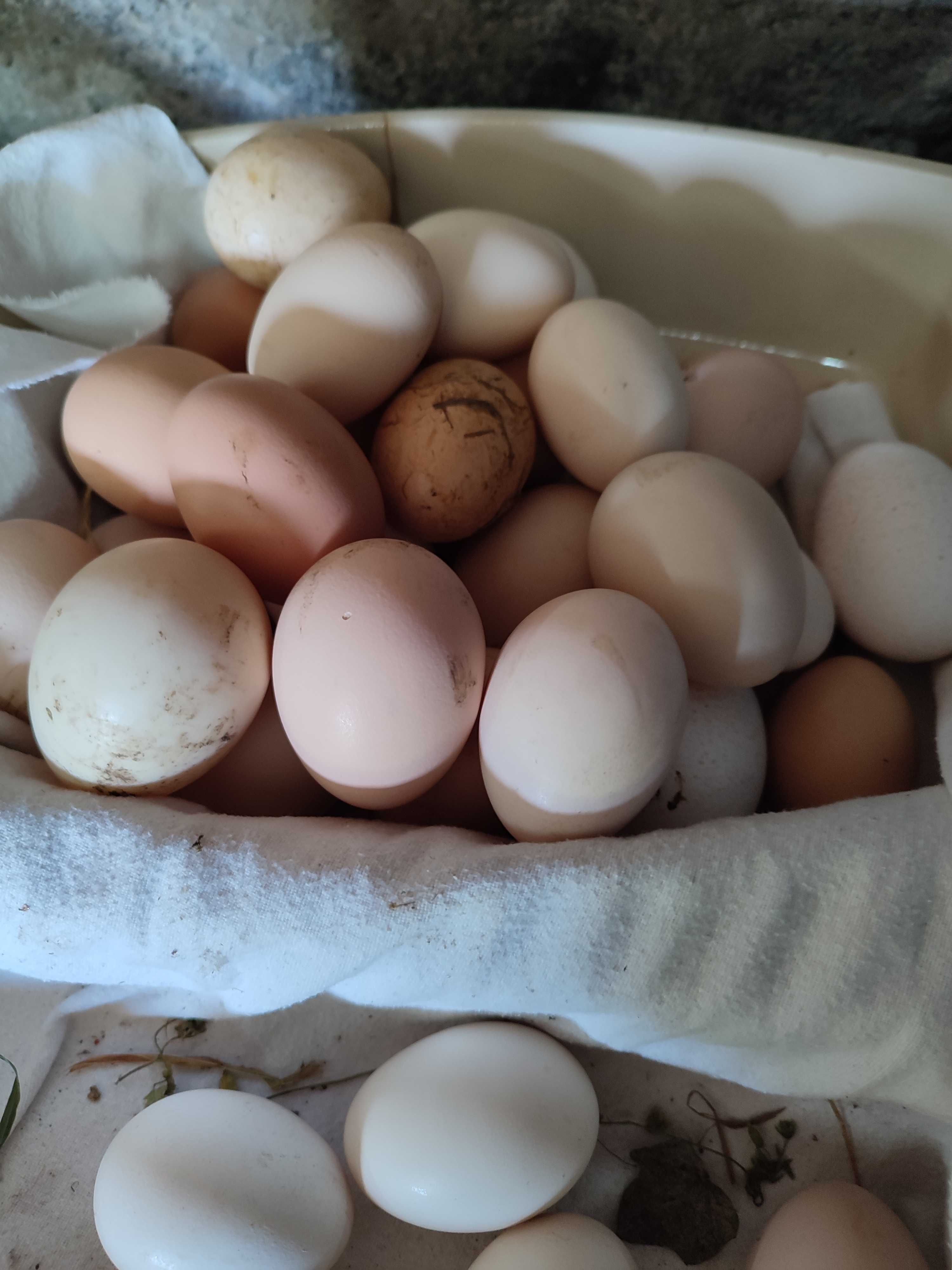 Ovos caseiros pata e galinhas caseiras