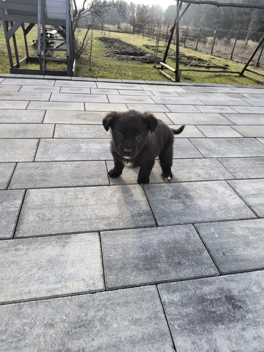 Śliczna sunia szuka dobrego domu !!!