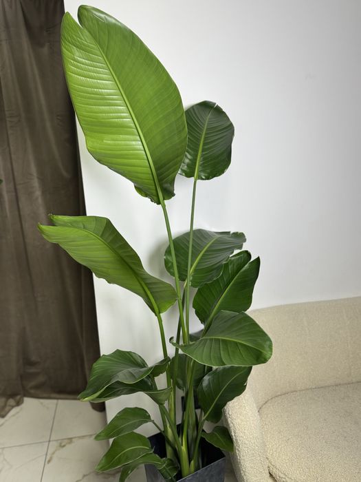 Кімнатні рослини