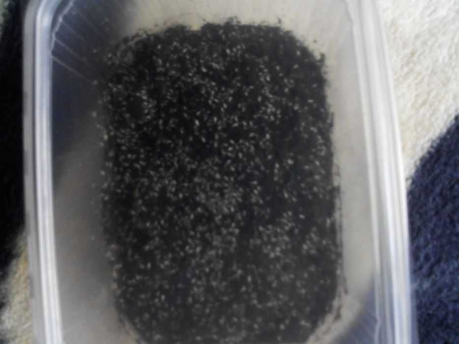 Hurt i detal Skoczogonki hodowlę zarodowe 250ml cena 10 zl