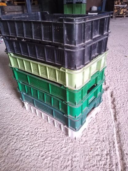 Skrzynki czeszki 10kg