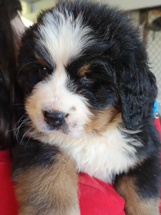 Bouvier Bernois LOP AFIXO