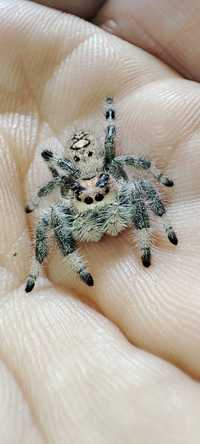 Skakun królewski Phidippus regius Bahamas L2+ gratisy