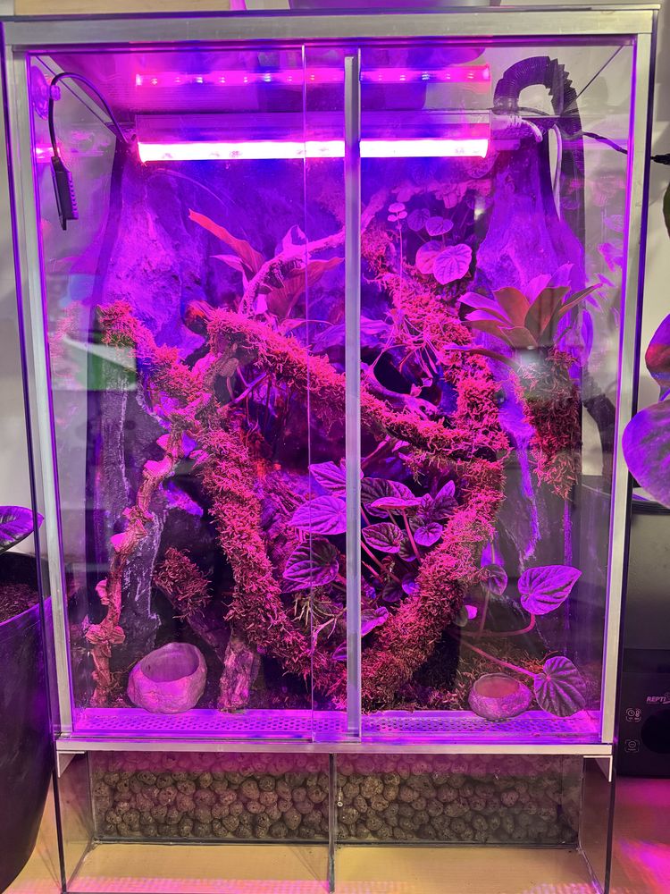 Terrarium tropikalne z gekonem orzęsionym