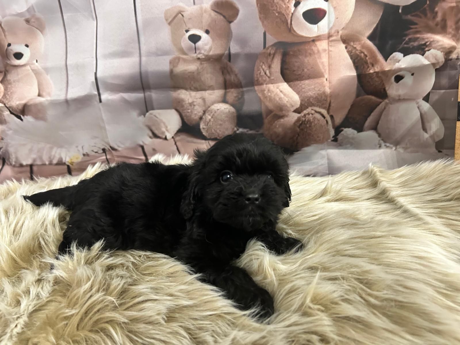 Shihpoo.  Cavapoo.piesek