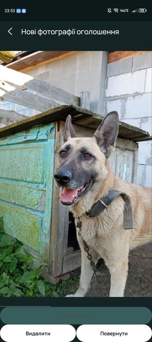 Відам європейську вівчарку