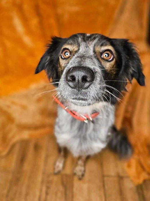 Nieduży, młody psiak o pięknym umaszczeniu do adopcji - Rezner