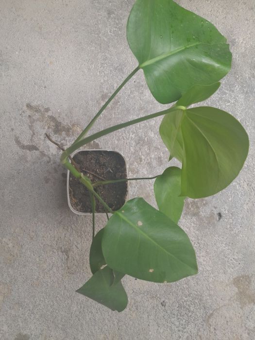 Planta Mostera Costela de Adão ( média )