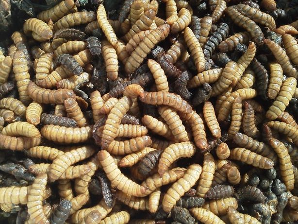 Корм для рептилий амфибий насекомых от 20 коп личинки львинки тараканы
