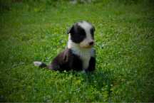 Sprzedam szczeniaki Border Collie