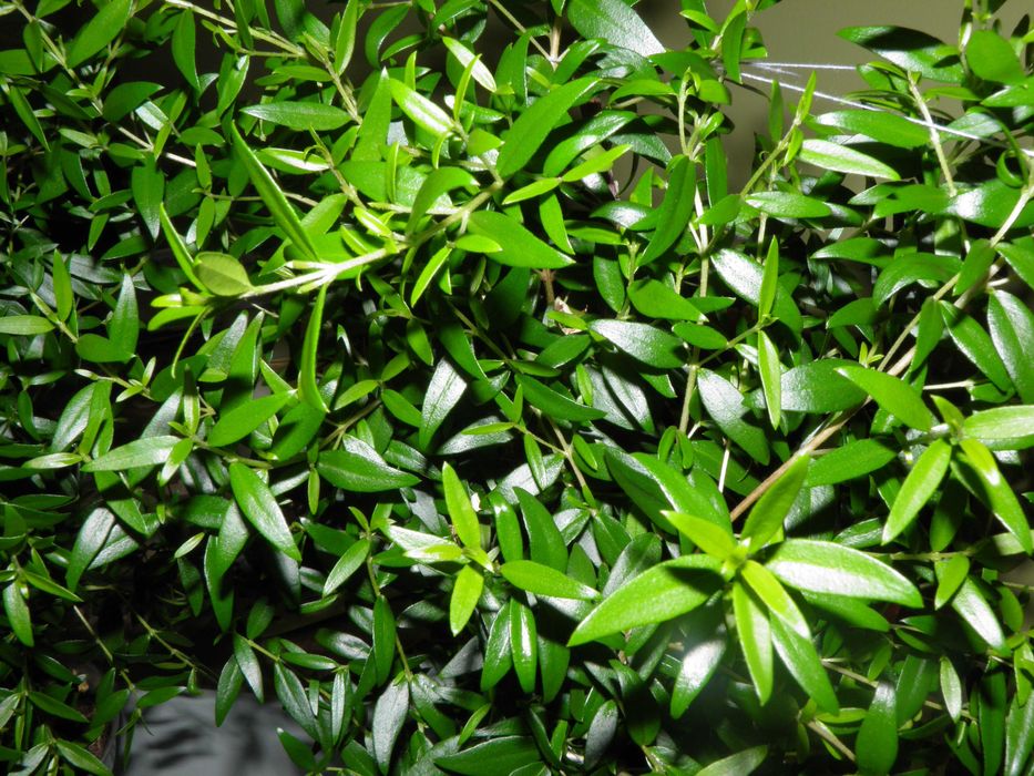 Mirt - zielone wyposażenie wnętrz  - dekoracja