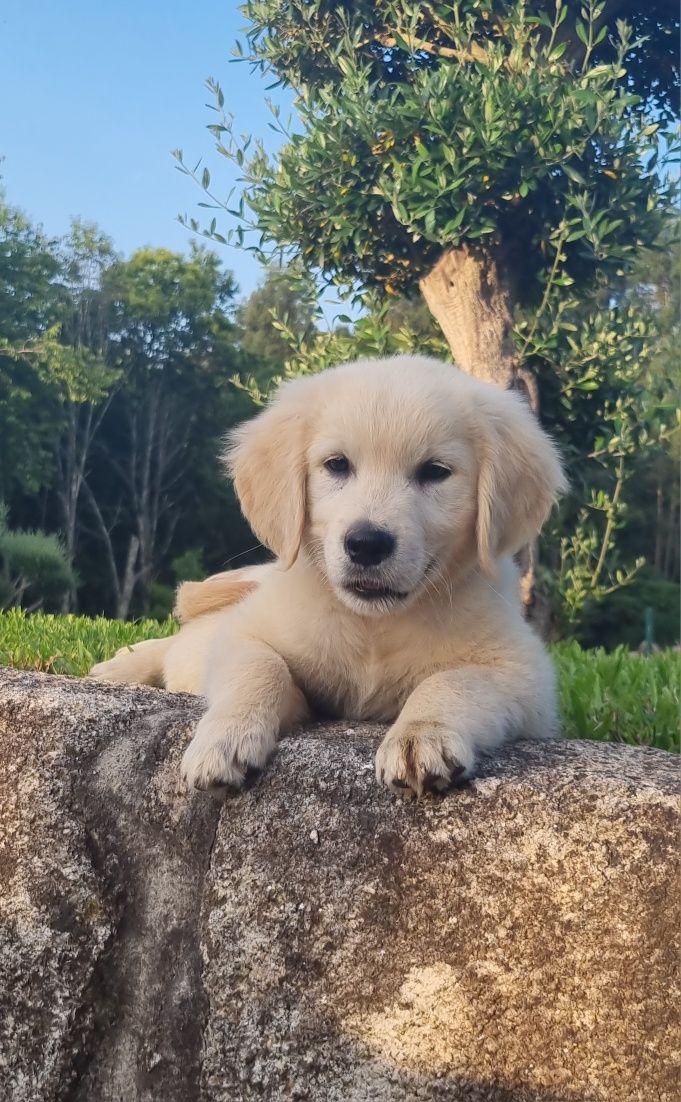 Golden Retriever C/ LOP e Afixo