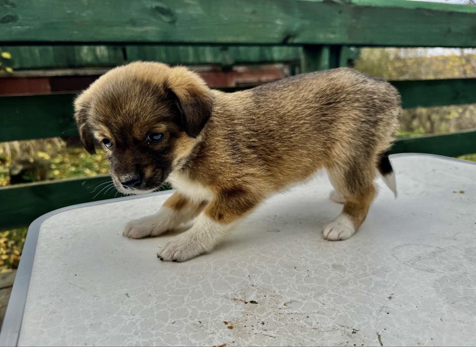 Отдам щенка девочку в добрые руки!