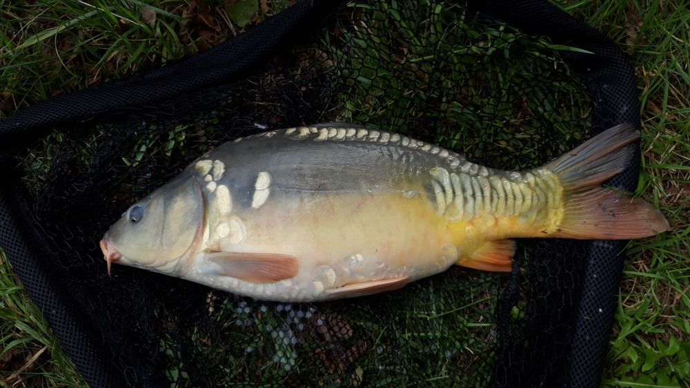 Karp handlówka  1.8kg - 2.3kg hurt