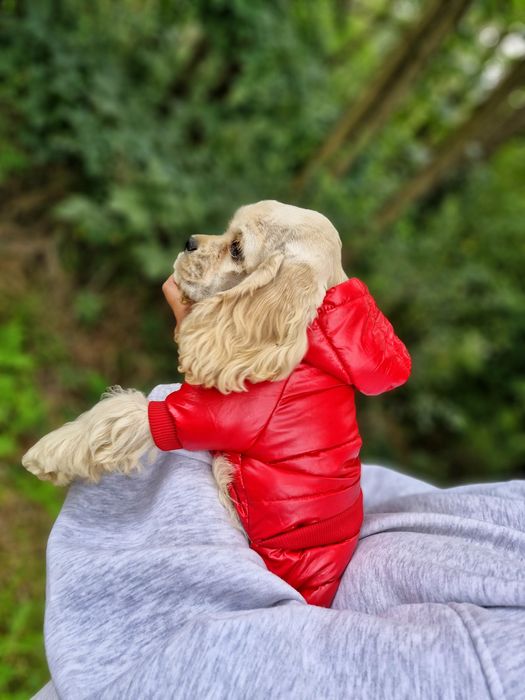 Jaśniutki blond Cocker Spaniel Amerykański FCI