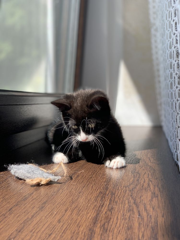 Марсель, маленький котик, кошеня, кошенята, котята, коти, кіт