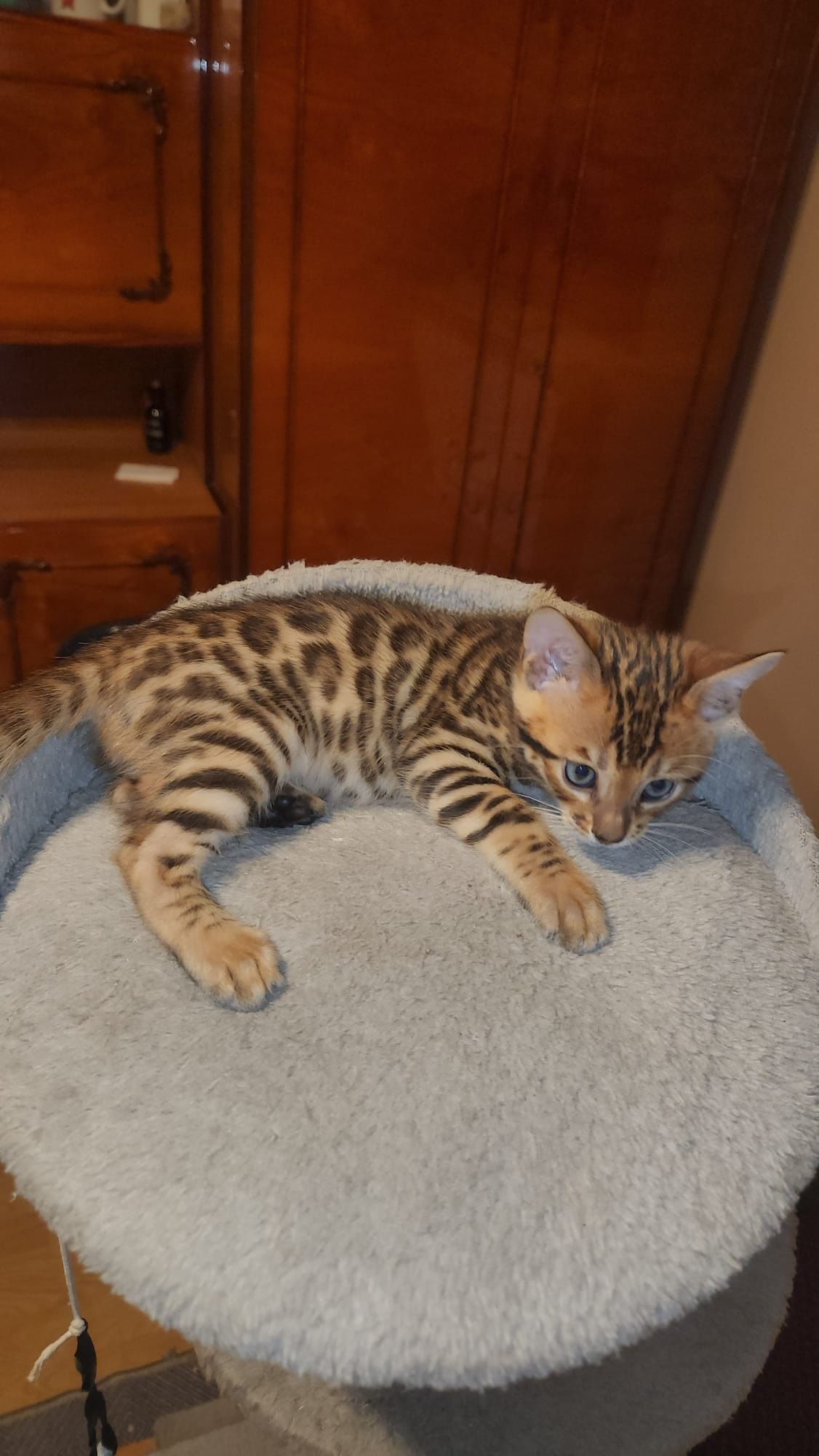 Kot kotki bengal bengalskie TICA