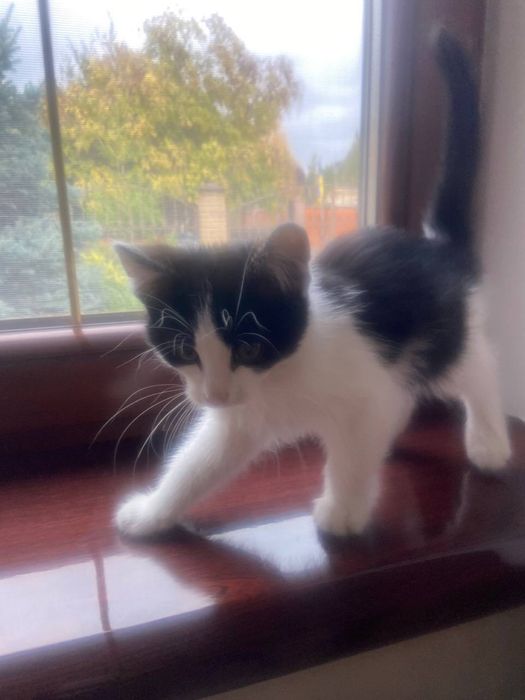 Отдам котят в хорошие руки