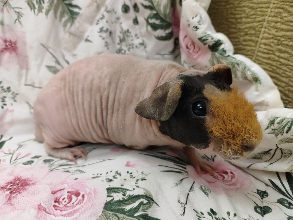 Морська свинка скінні хлопчик.