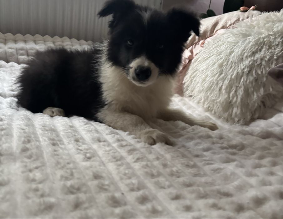 Border collie szczenię z rodowodem gotowy do odbioru
