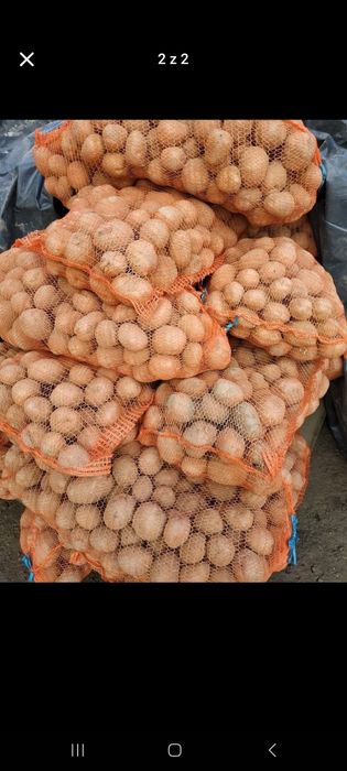 Ziemniaki jadalny odmiana Denar