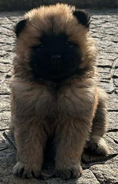 Chow chow macho