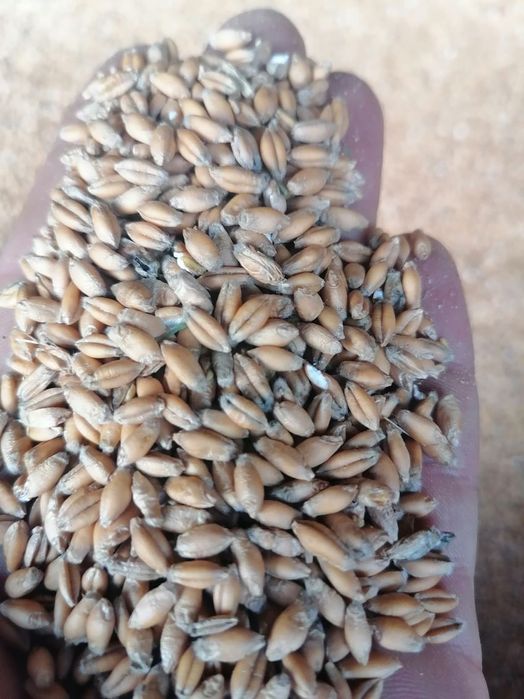 Pszenica banatus, pszenżyto orinoko jęczmień