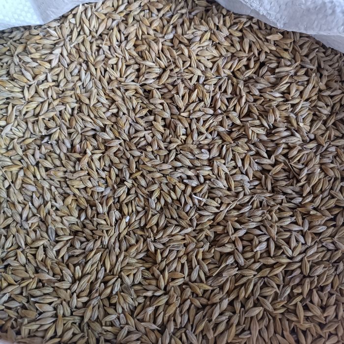 Продам зерно зимового ячменю