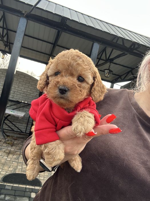 Милая кукла мальтипу