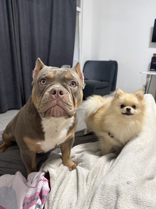 Щенок американского булля