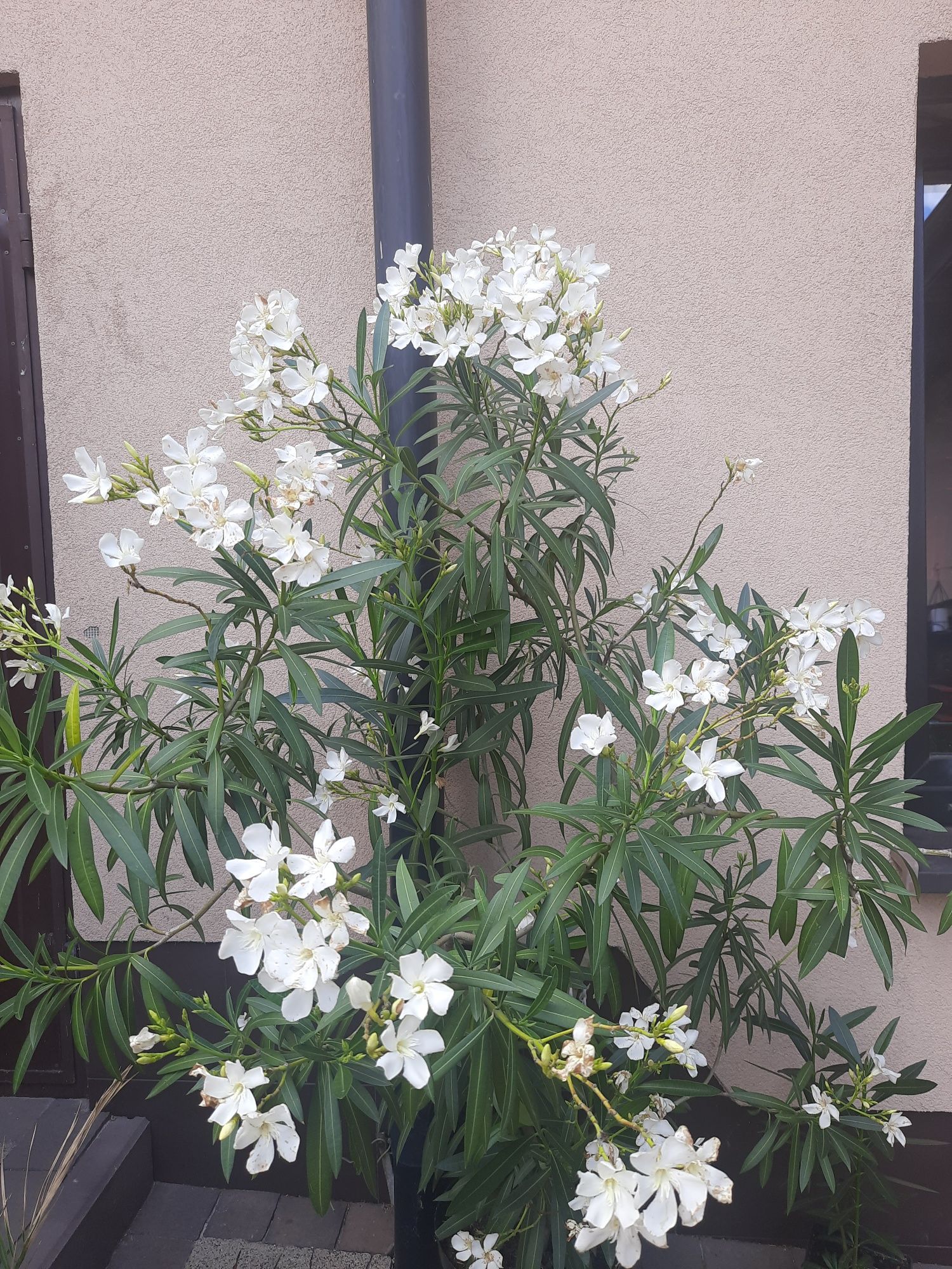 Oleander biały wys 150cm