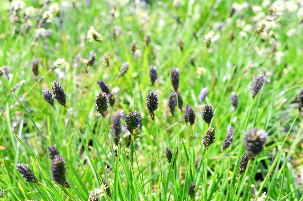 Sesleria skalna (Sesleria caerulea) Trawa ozdobna na skalniak 1.0L