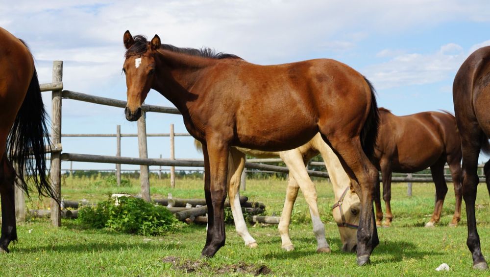 Dotacyjna Klaczka Wielkopolska Odsadek