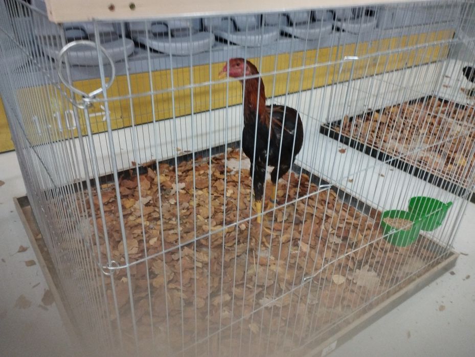 Kury i koguty rasowe Australorp, barnevelder