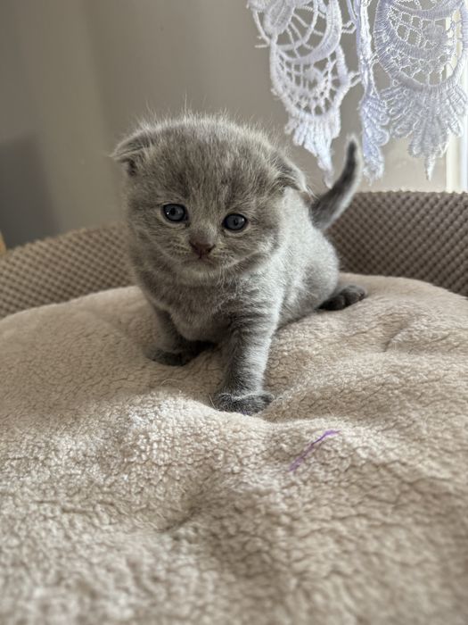 Kocurek kot szkocki zwislouchy fold niebieski