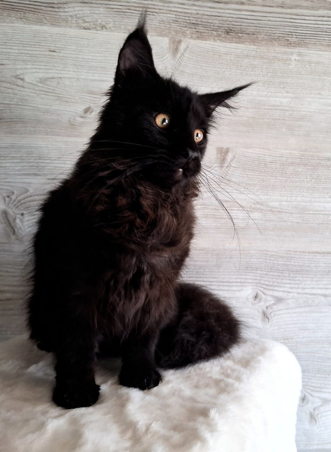 Piękna kotka Maine Coon FPL