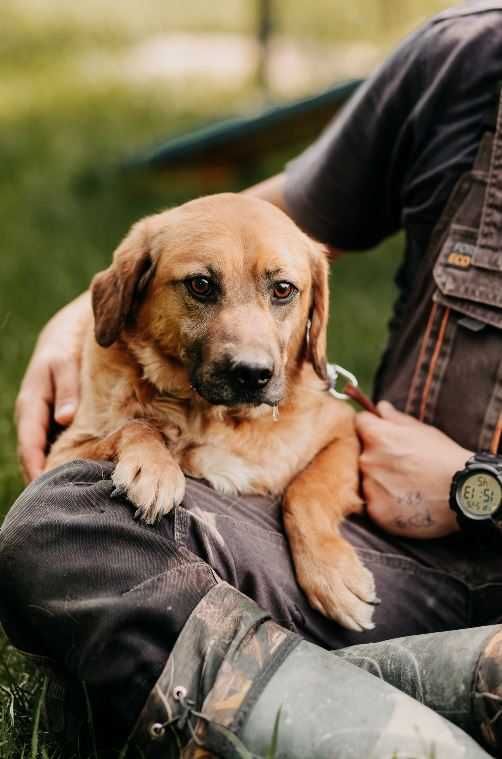 Lekko nieśmiały, młodziutki Taco poleca się do adopcji!!!