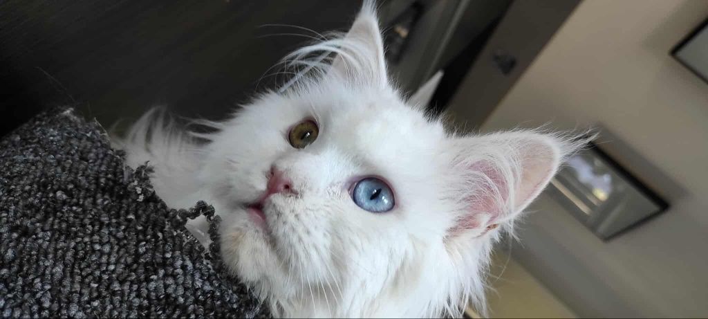 Maine coon Felis Polonia kotka