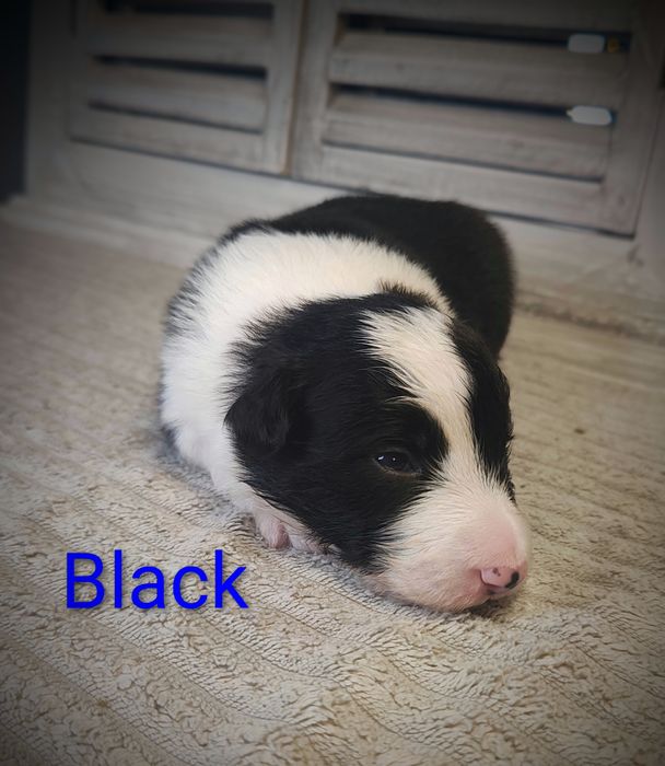 Border collie piesek cudowny piesek przebadani rodzice do odbioru